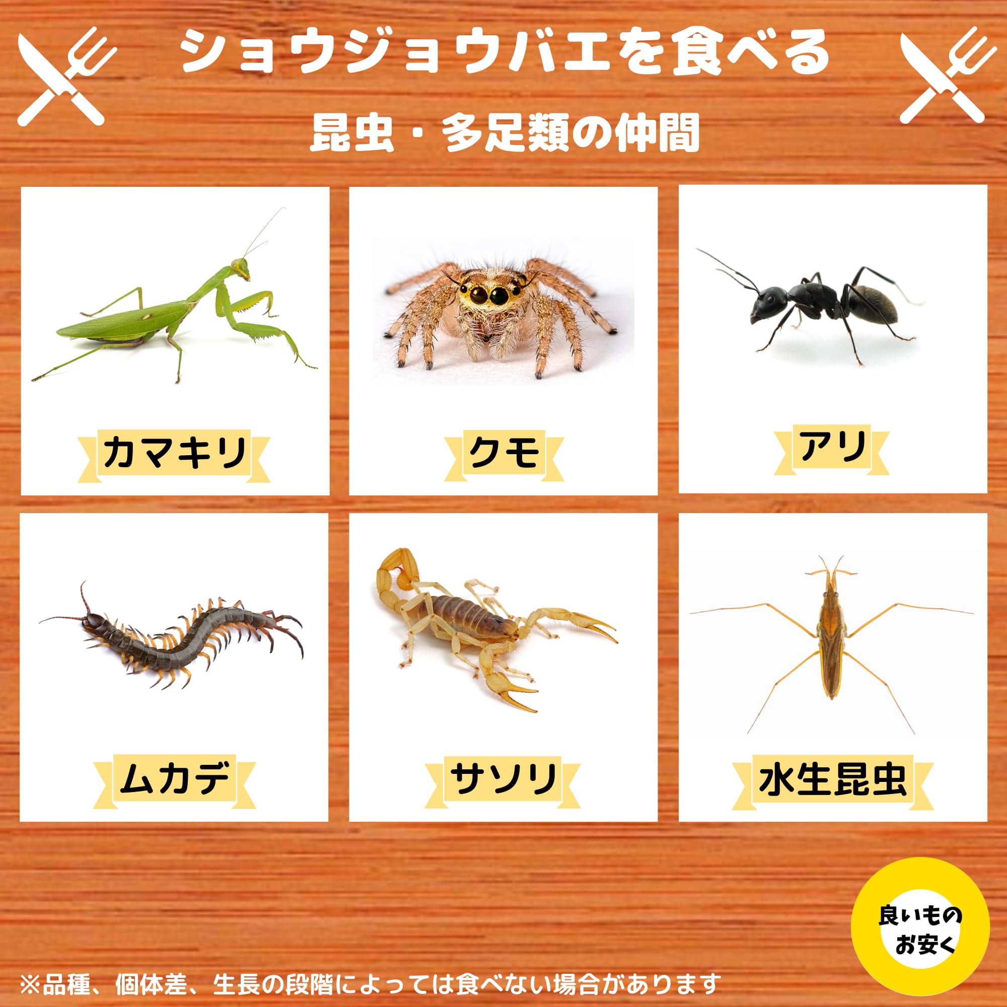 ミイロヤドク2匹＋キイロショウジョウバエ Amazon | キイロショウジョウバエ 150匹 （100匹+死着保障分50匹