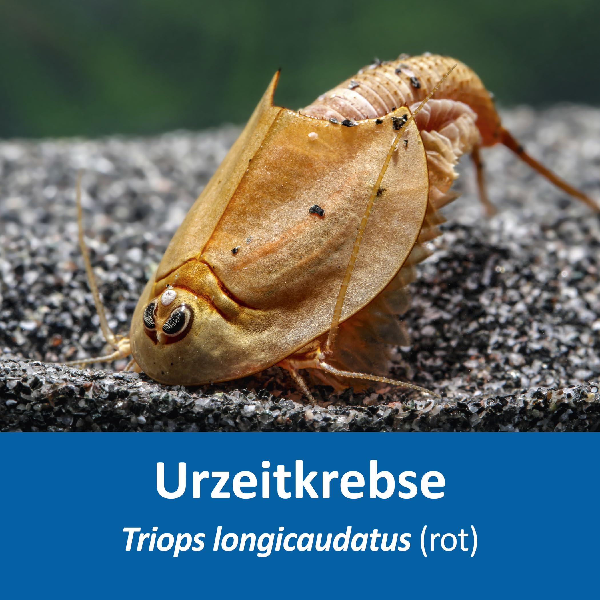 Triops longicaudatus (rot) Komplettset 6 l, Urzeitkrebs-Eier, mit Aquarium