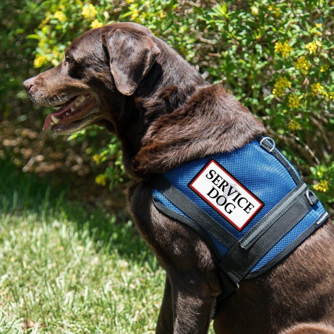Mesh Service Dog Vest Harness for Large Dogs - Service Dog Patch on Both Sides (25"-28" Girth - M, Blue)