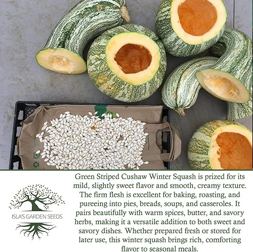 Miniatura 6 de Semillas de calabaza Cushaw a rayas verdes (Cucurbita argyrosperma) – 25 semillas tradicionales sin OMG de Isla's Garden Seeds, también conocida