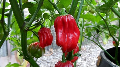 Aji Chombo Pimiento Picante 10+ Semillas