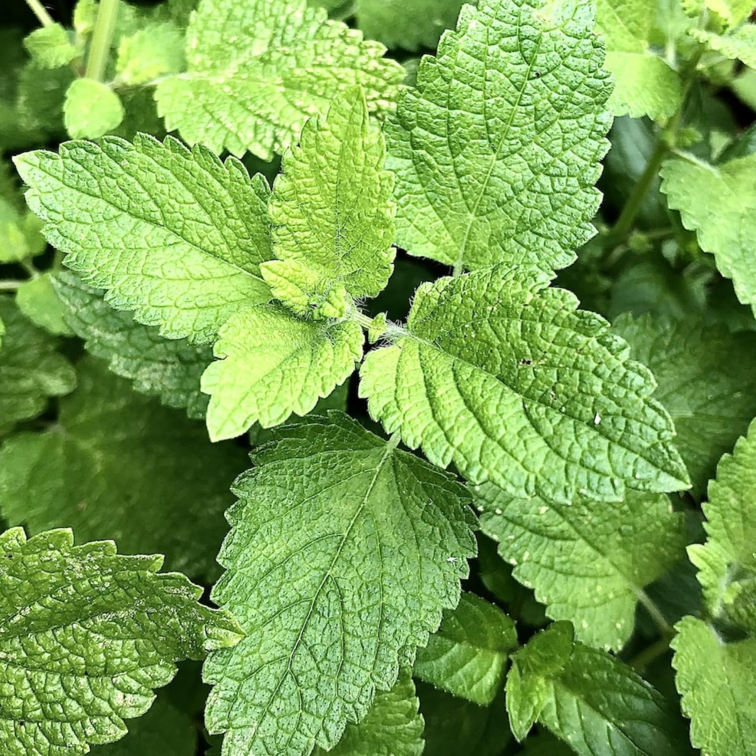 Hug A Plant | Pudina/Common Mint (Mentha spicata) Ornamental/Medicinal Live Plant (Home & Garden) (B0C8YQFPK7) Amazon Price History, Amazon Price Tracker