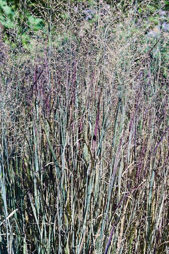 Frosted Explosion Grass 10 Seeds Panicum Elegans Dramatic Grass