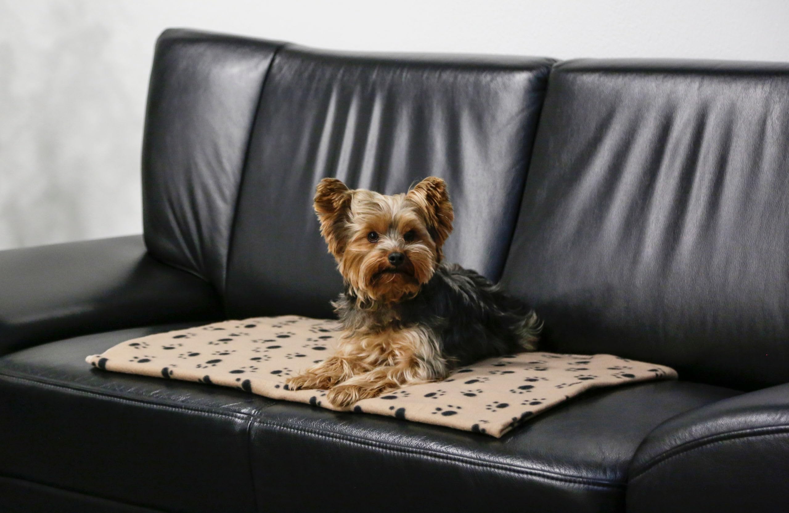 Kerbl coperta per cani Stella beige 140x100 cm pile motivo zampe protezione mobili