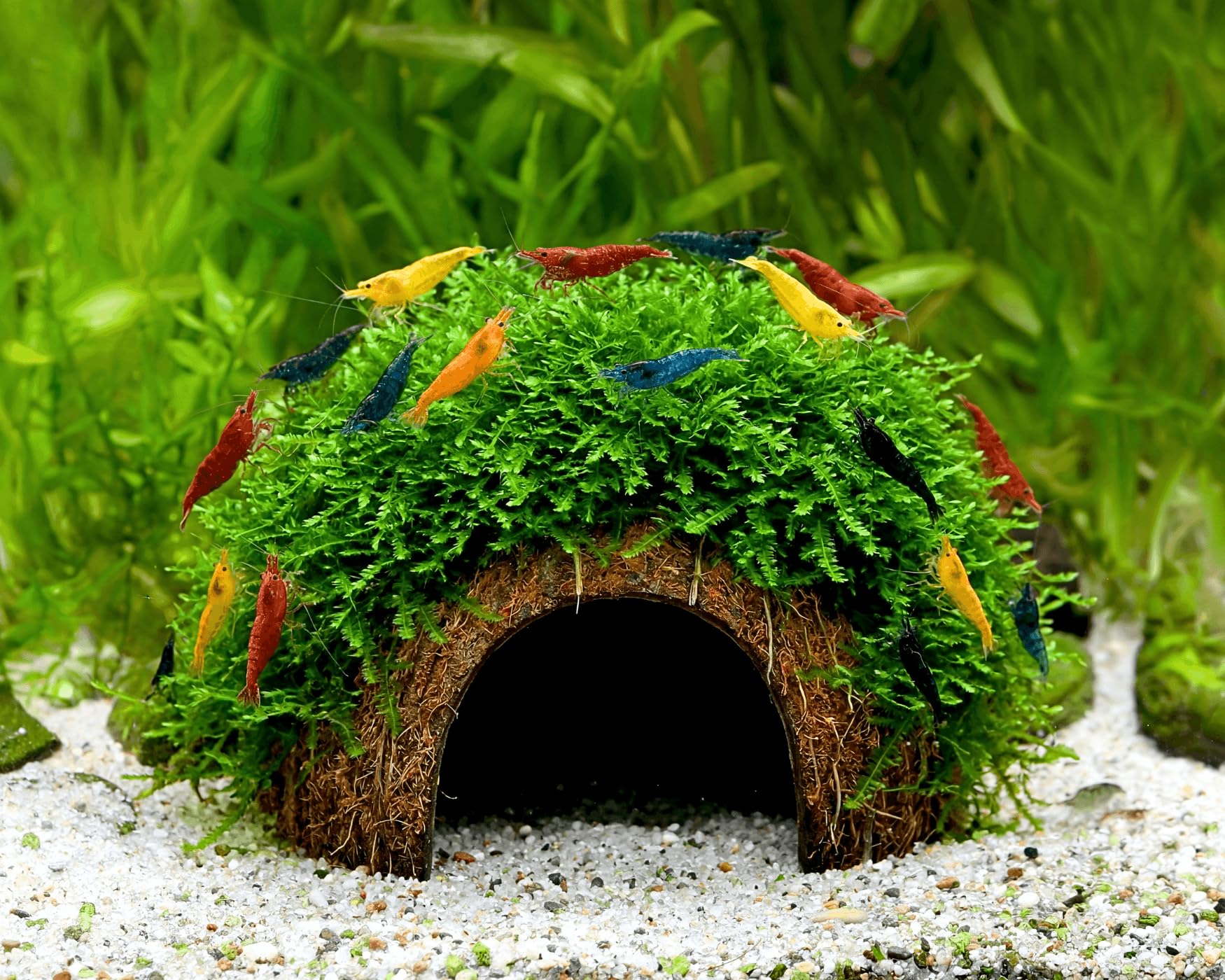 NatureHolic Rainbow Mix Garnelen Set - 10x Neocaridina davidi mit Kokosnuss-Höhle Deko & Christmas Moos - Bunte Zwerggarnelen für Nano Aquarium - pflegeleicht & einsteigerfreundlich