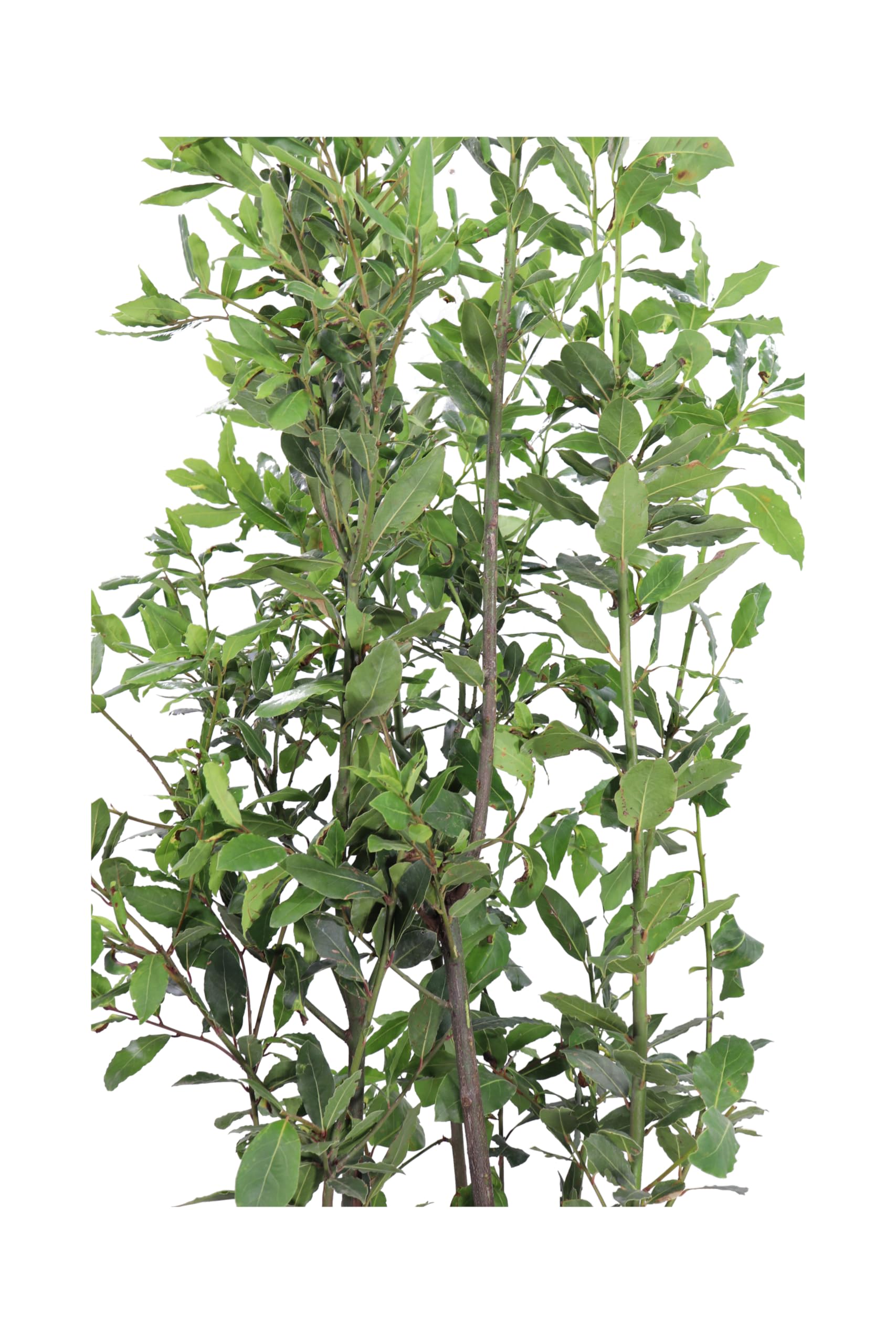 Pianta vera di Alloro o Laurus Nobilis diverse misure cespuglio ornamentale aromatica da esterno venduta da eGarden.store (Vaso 28 cm)