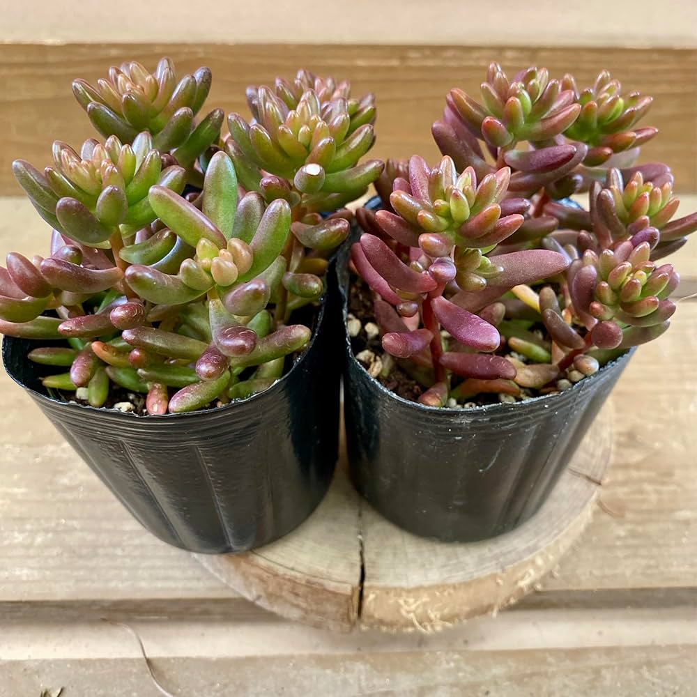 お買い得！　セダム　虹の玉　2号ポット　40個セット Amazon｜多肉植物 セダム 虹の玉 2ポットset｜観葉植物 オンライン通販