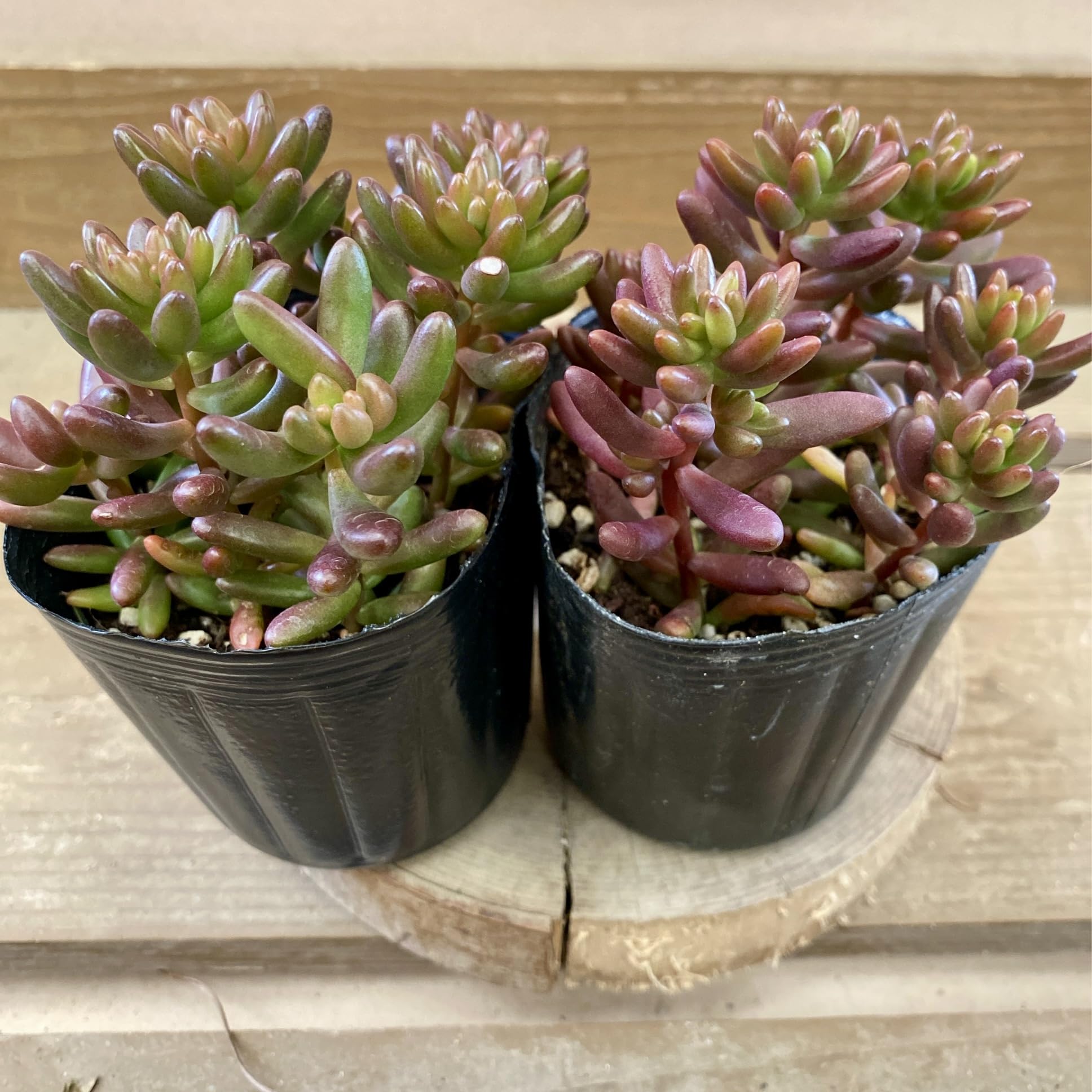 Amazon｜多肉植物 セダム 虹の玉 2ポットset｜観葉植物 オンライン通販