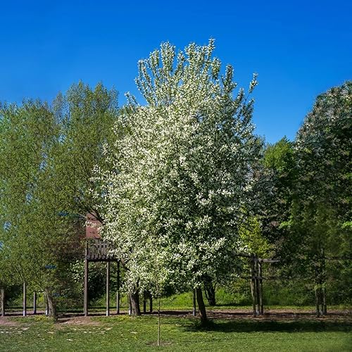 Miniatura 6 de Cerezo Negro Europeo Semillas Premium Prunus padus 'Summer' Plants'® (Premium Seeds, 10)