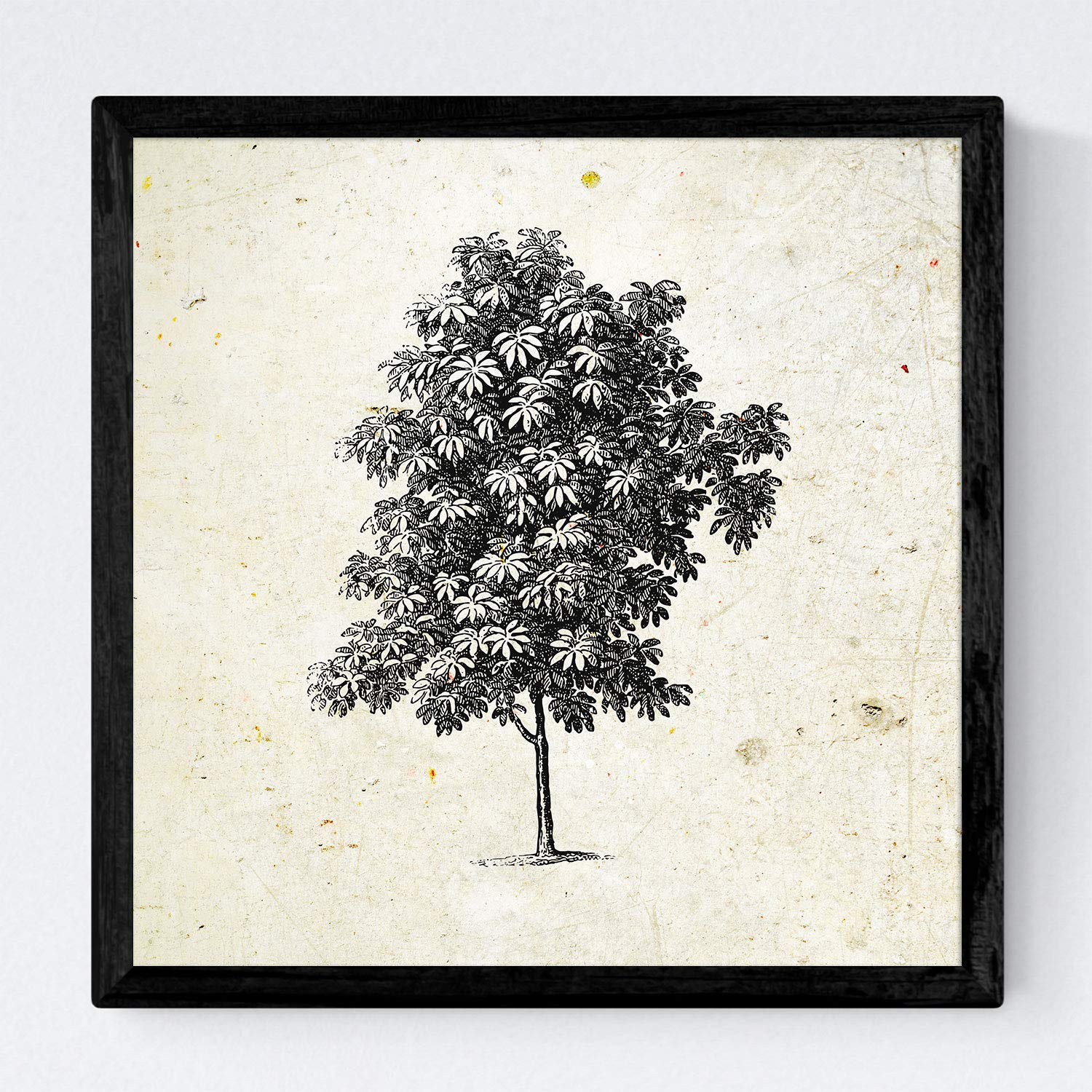 Nacnic Set de cuatro láminas con marco de arboles. Arboles ramas frondosas en tamaño 30x30 cm, fondo papel antiguo vintage Con marco