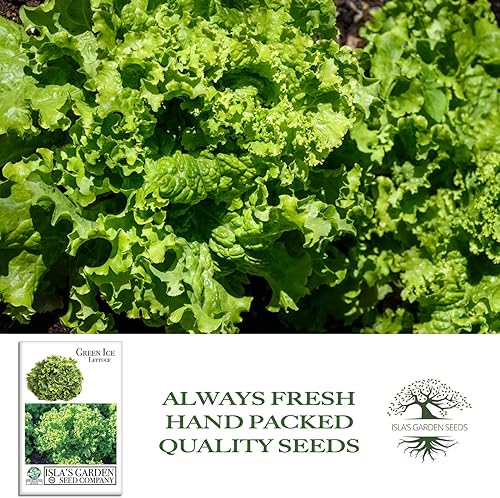 Miniatura 4 de Semillas de lechuga verde de hoja de hielo (Lactuca Sativa) – Más de 1000 semillas de reliquia sin OMG de Isla's Garden Seeds, variedad de hojas