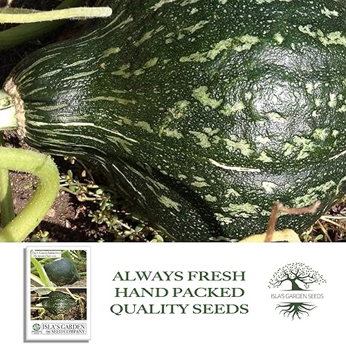 Miniatura 4 de True Green - Semillas de calabaza Hubbard mejoradas para plantar, 25 semillas tradicionales por paquete, semillas de jardín de Isla (semillas de