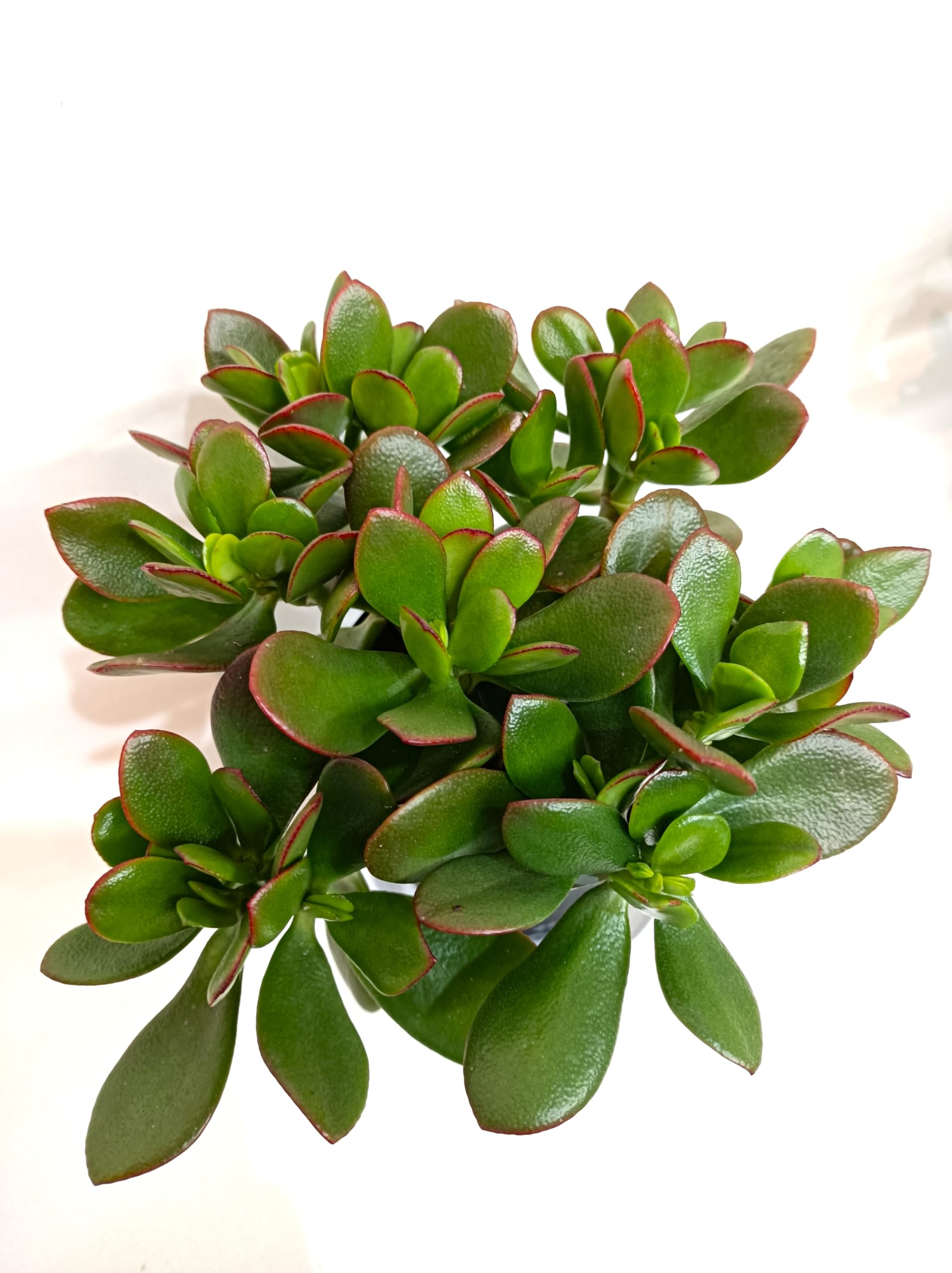 Amazon｜金のなるHappyの木【金のなる木 4号 鉢皿つき 2個セット】jade