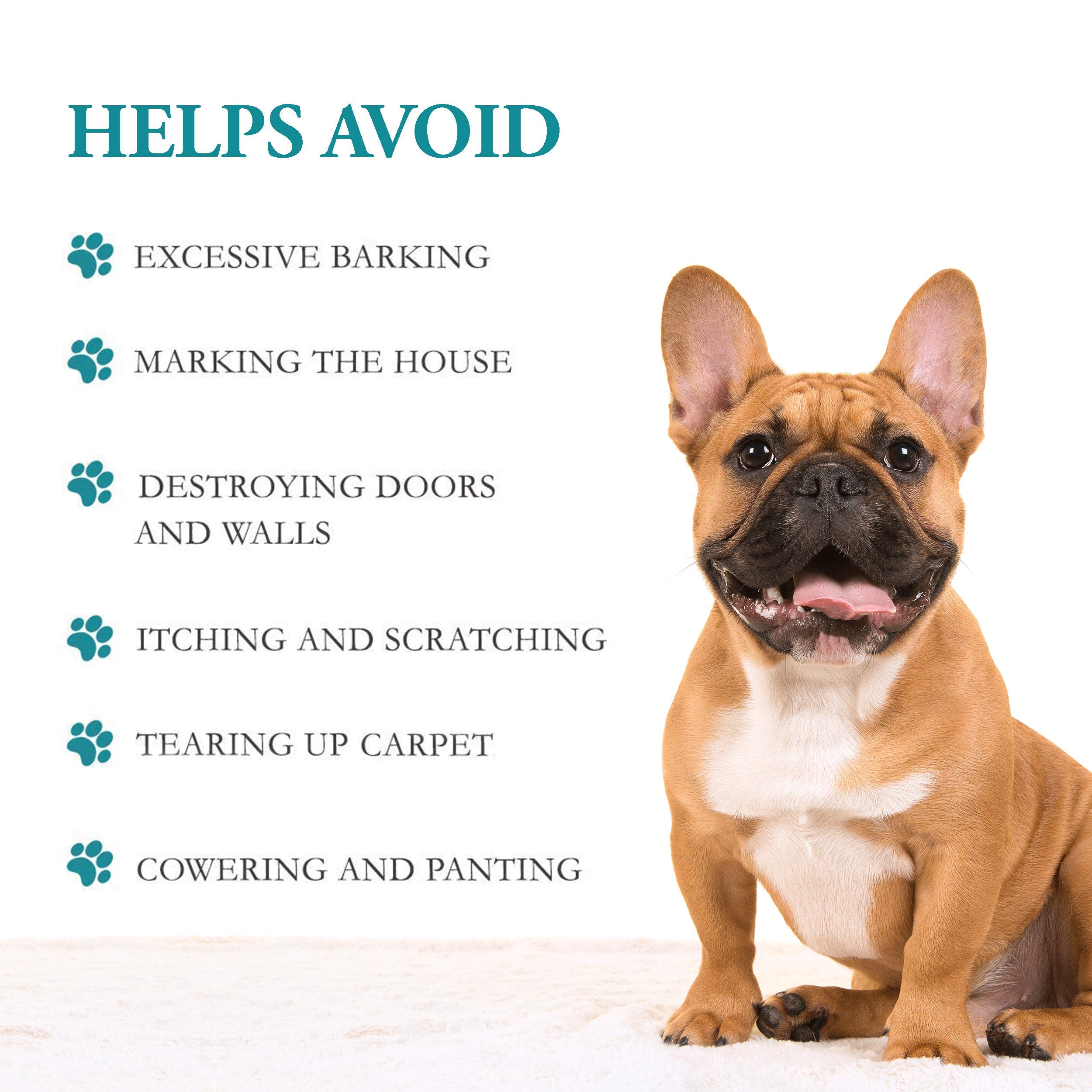Why Do Dogs Scratch The Carpet Like A Bull