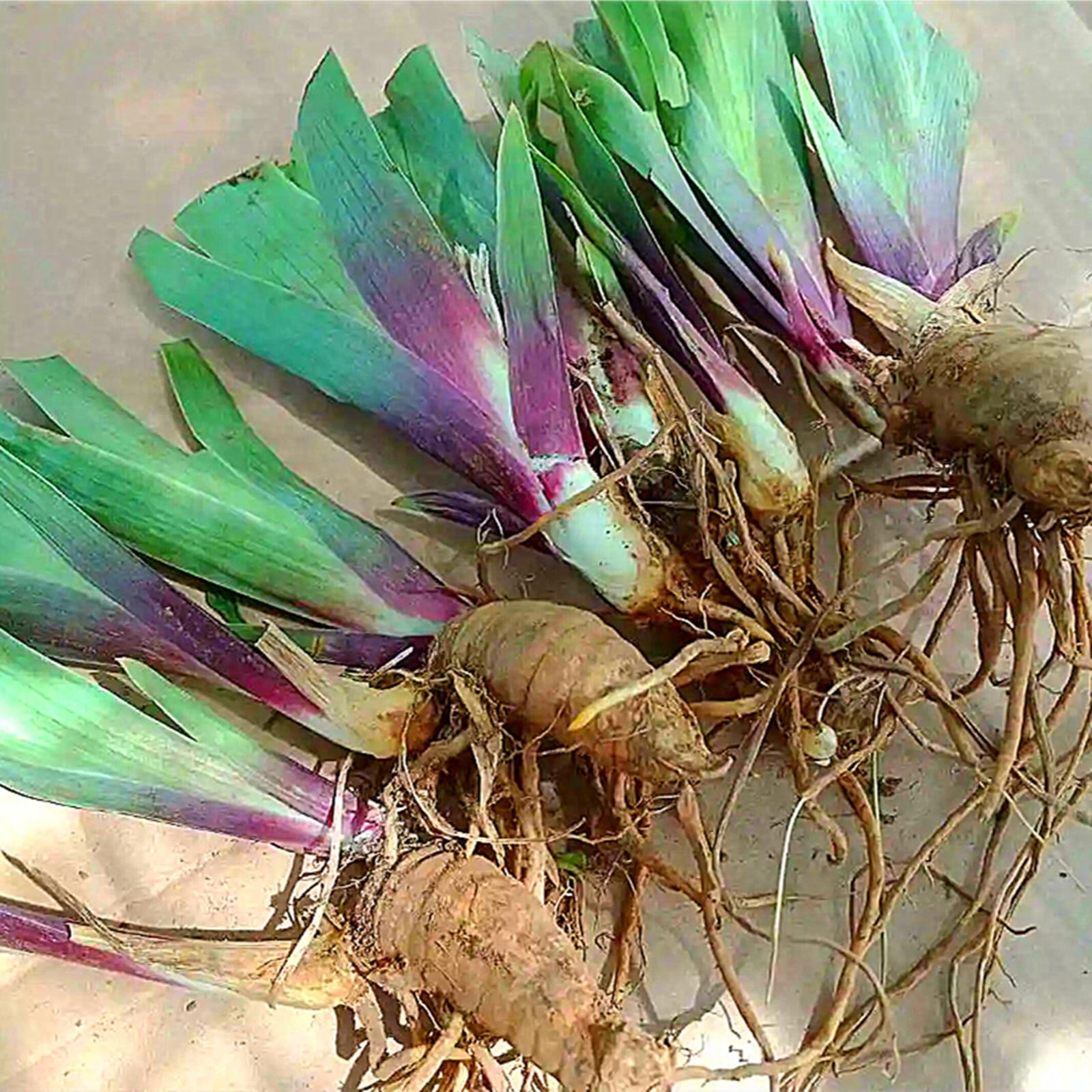 Abbondante Iris, Perenne, Resistente - Giardini e Balconi, Adatto per uso interno ed esterno-15bulbi-G