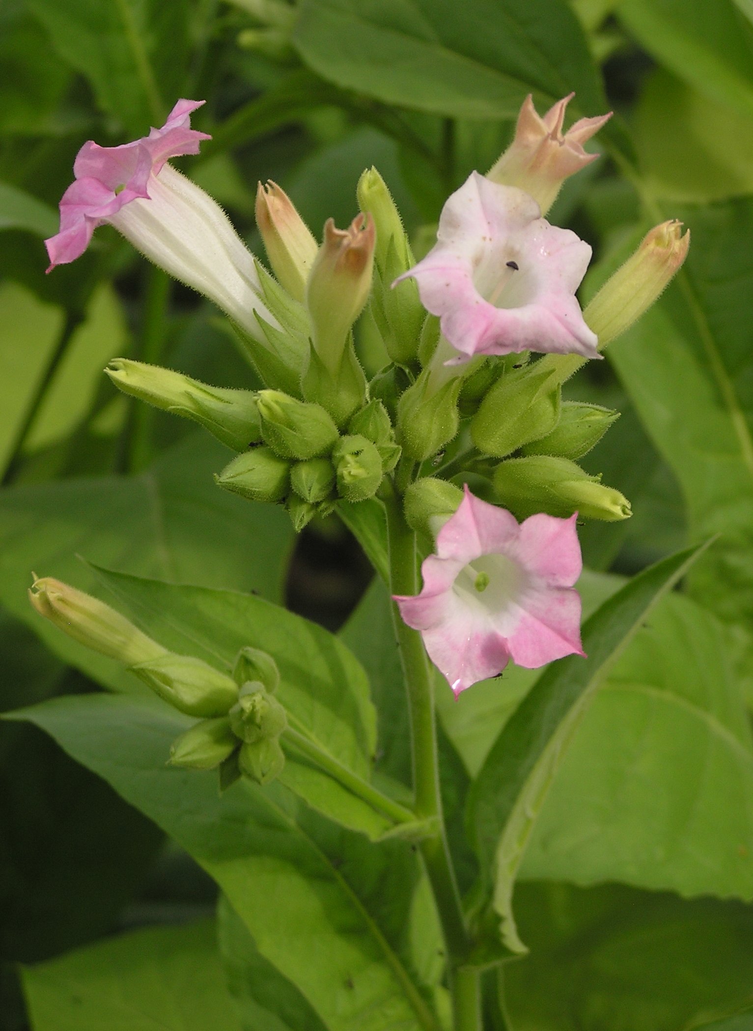 tobacco seeds for sale amazon GOLDEN BURLEY *FREE Shipping* Fresh & Organic Nicotiana Tabacum, Burley, Kentucky Tobacco, Virginia Tobacco - Plant Seeds Bulk thriving effortlessly up to the harvest VIRGINIA GOLD Tobacco Seeds Nicotiana