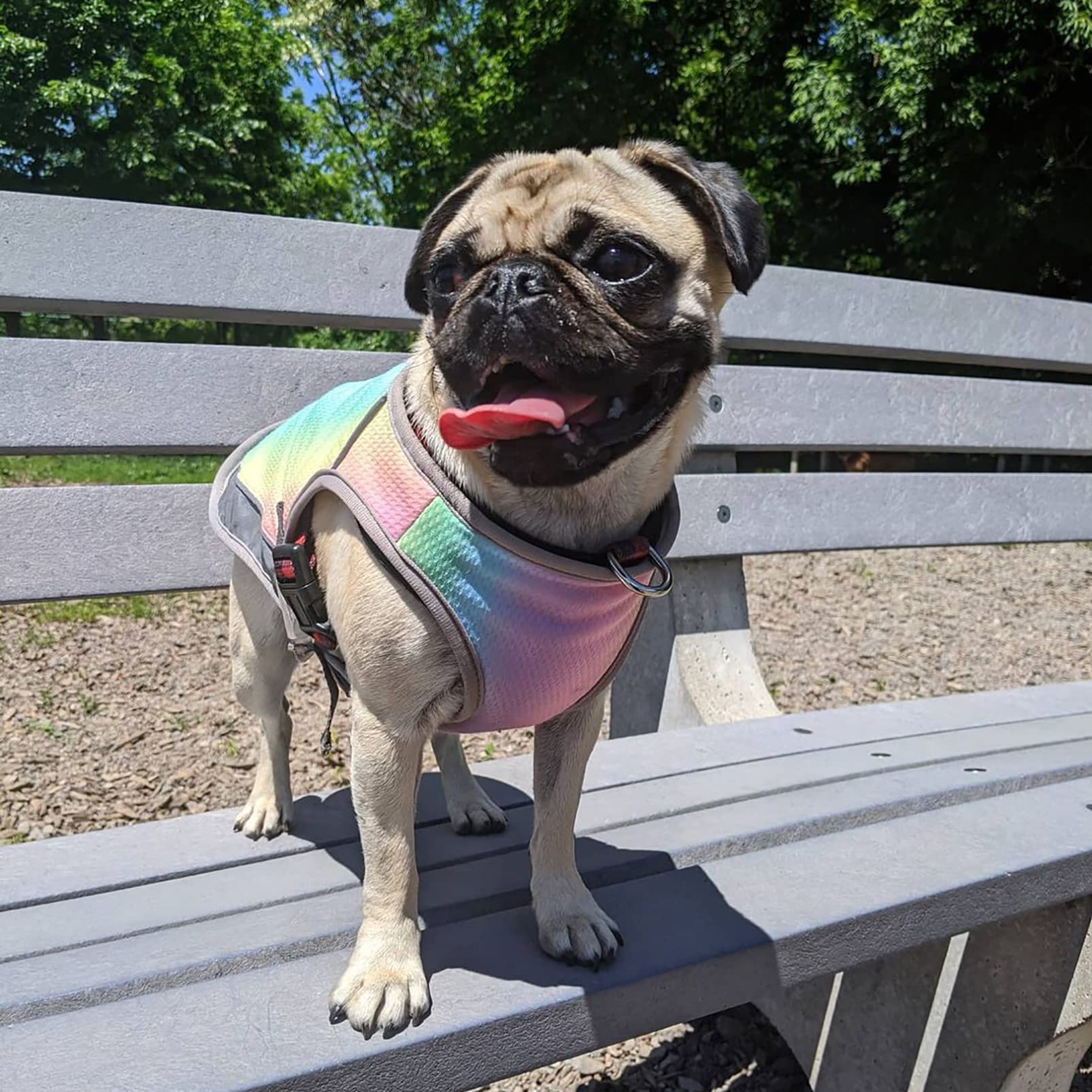 CUTTE Kühlweste für Hunde, Verstellbar mit Reflektierendem Streifen Haustierkleidung Angstlinderung Sonnenschutz Atmungsaktive Kühljacke für Hunde