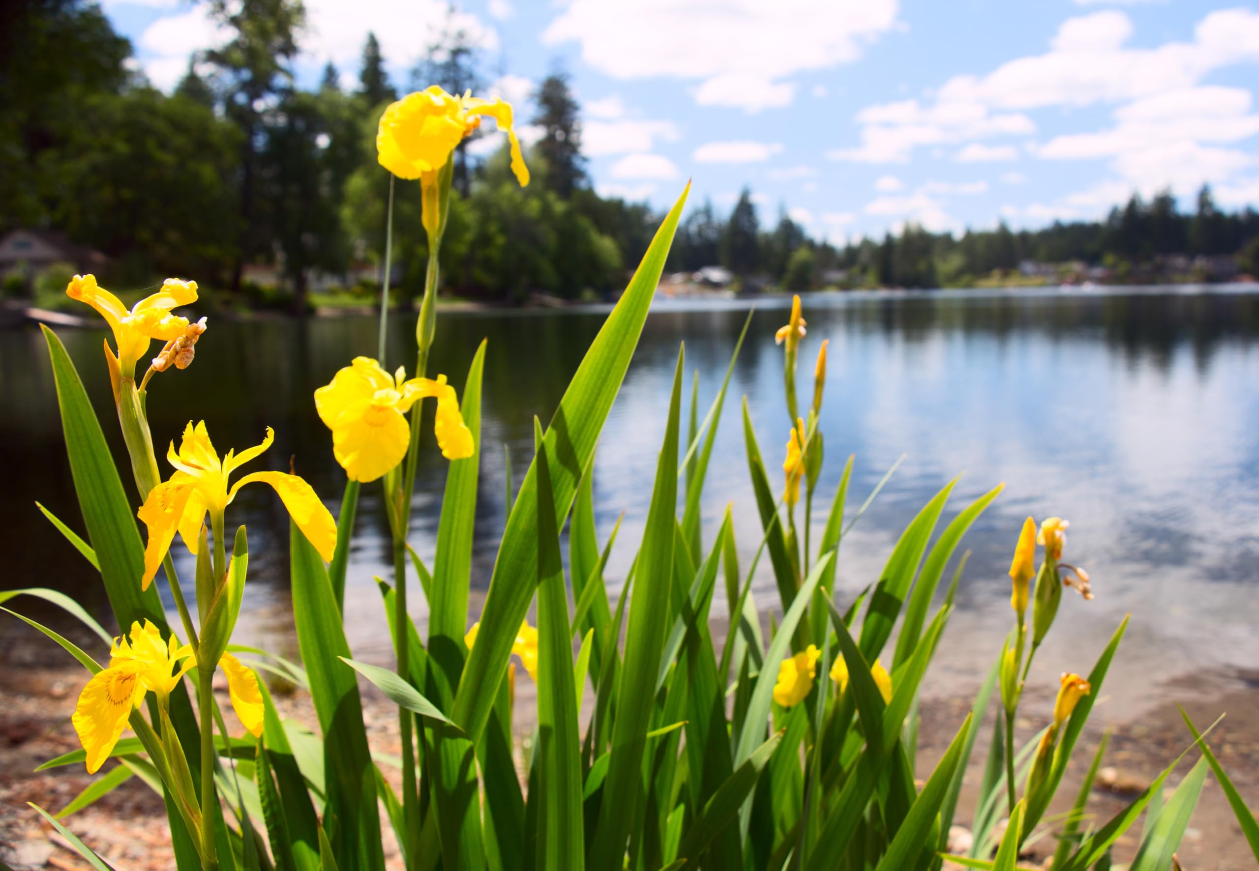 Lincolnshire Pond Plants Ltd - Iris pseudacorus (Yellow Flag) - Marginal Pond Plants - MP057-3 / 3Ltr