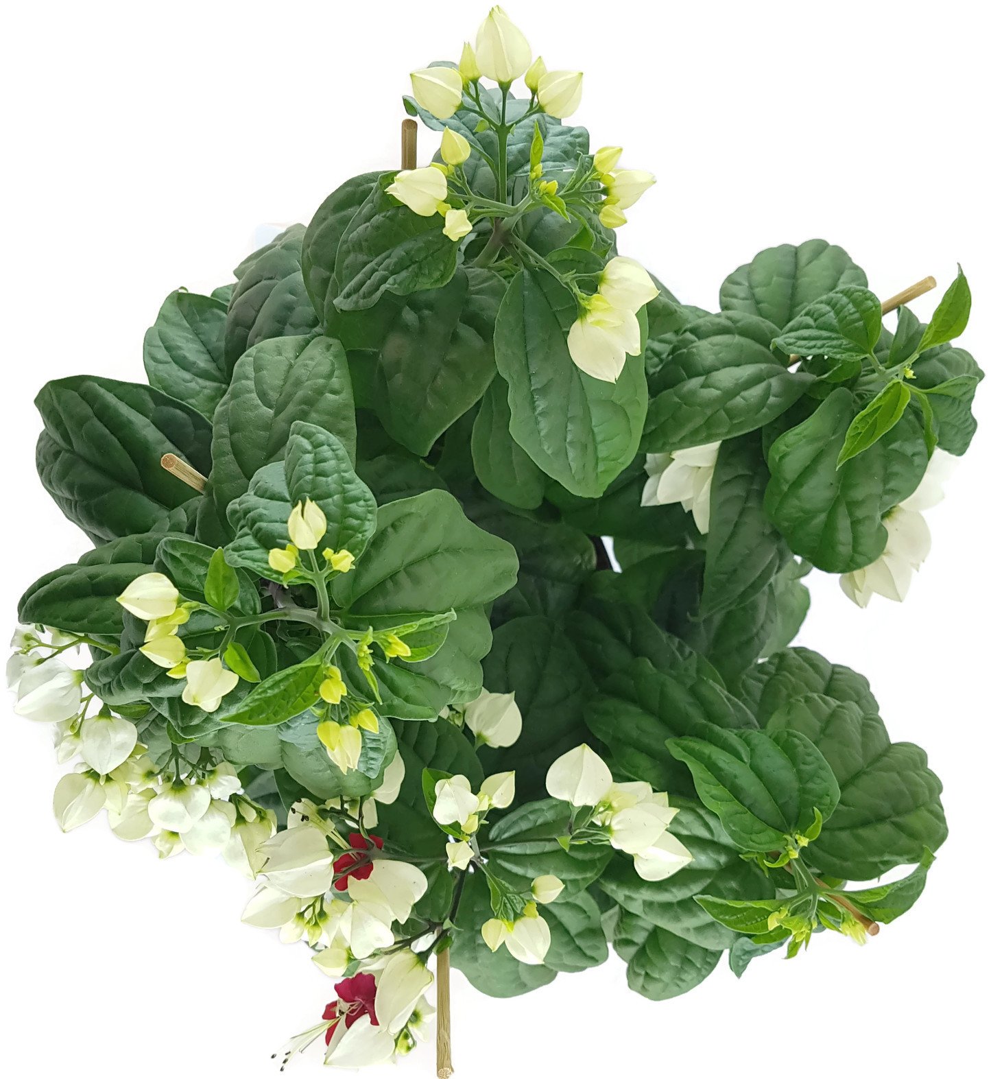 Clerodendrum thomsoniae XL - kletternder Losstrauch sehr schne  Zimmerpflanze fr das Ostfenster- der Schicksalsstrauch ist 30-40 cm hoch :  Amazon.de: Garten