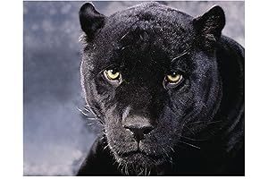 Intimidating Black Panther Canvas Wall Art Prints