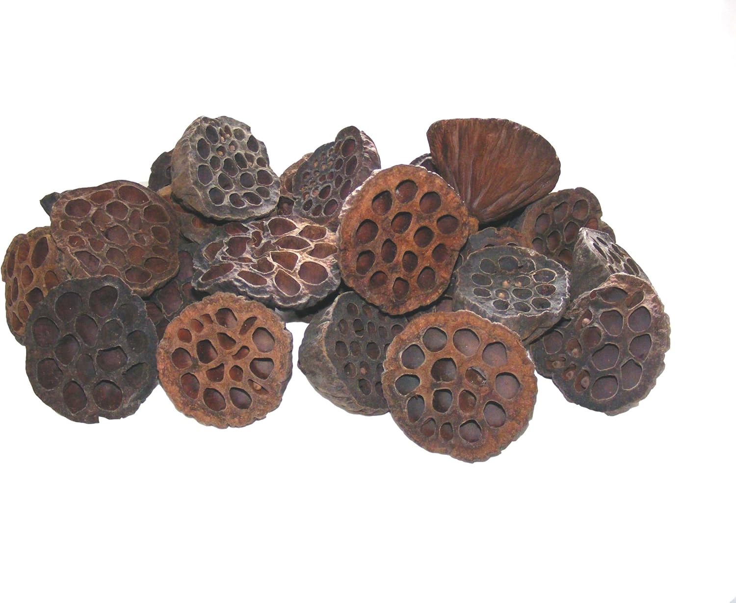 Flowerhour 25 Natural Dried Lotus Heads