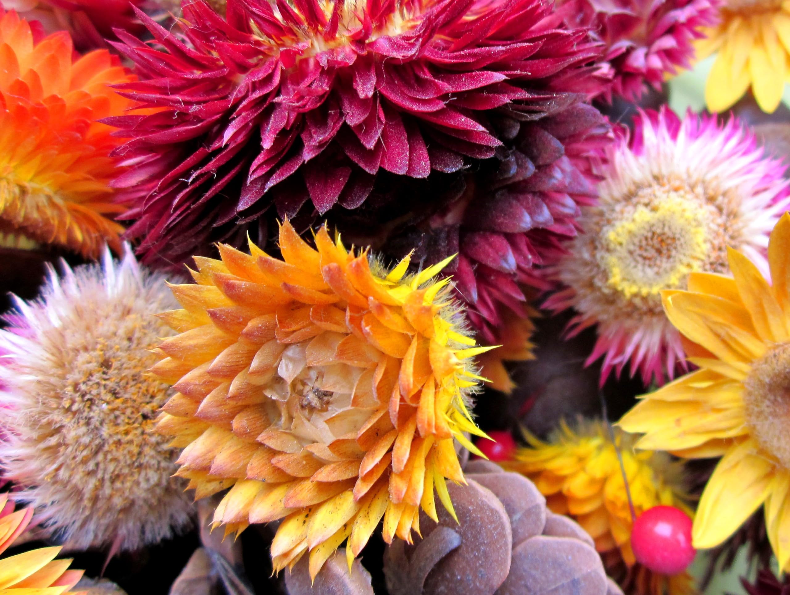 Strohblume (Helichrysum bracteatum). Bunter Mix, super Trockenblume! (20000 Samen = 36,0g)