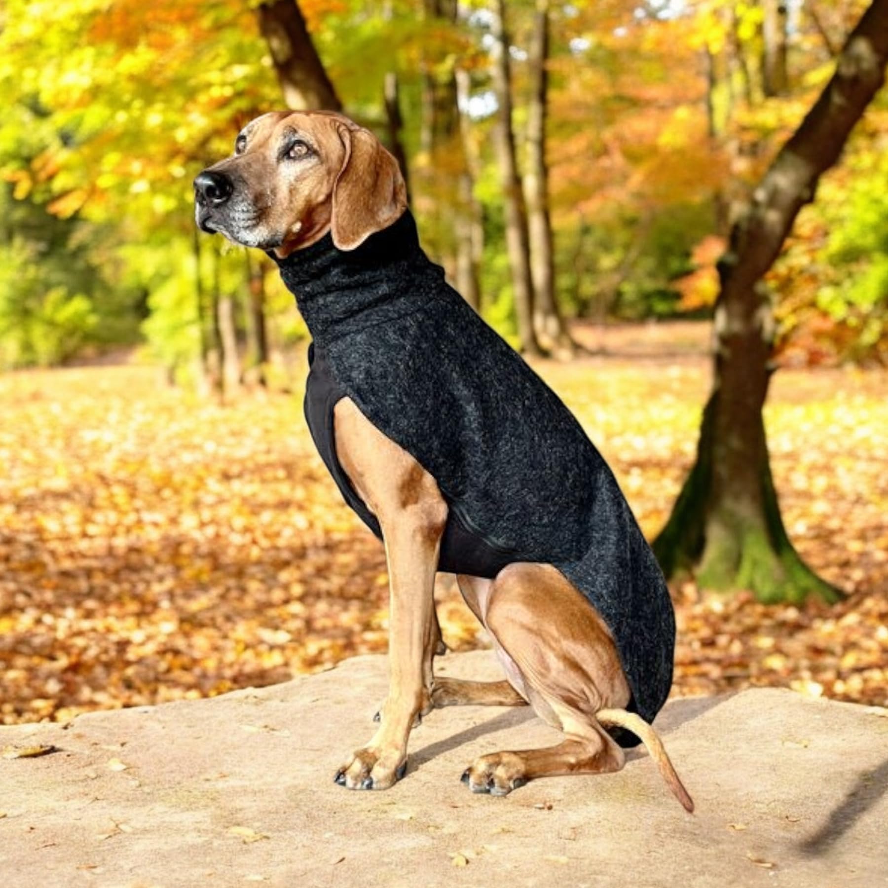 EDEL&SCHNELL Hundemantel wasserdicht, Woll-Wintermantel für Ridgebacks, Dalmatiner, Weimaraner und andere schlanke Rassen, Hunde Wintermantel Größe 65-70