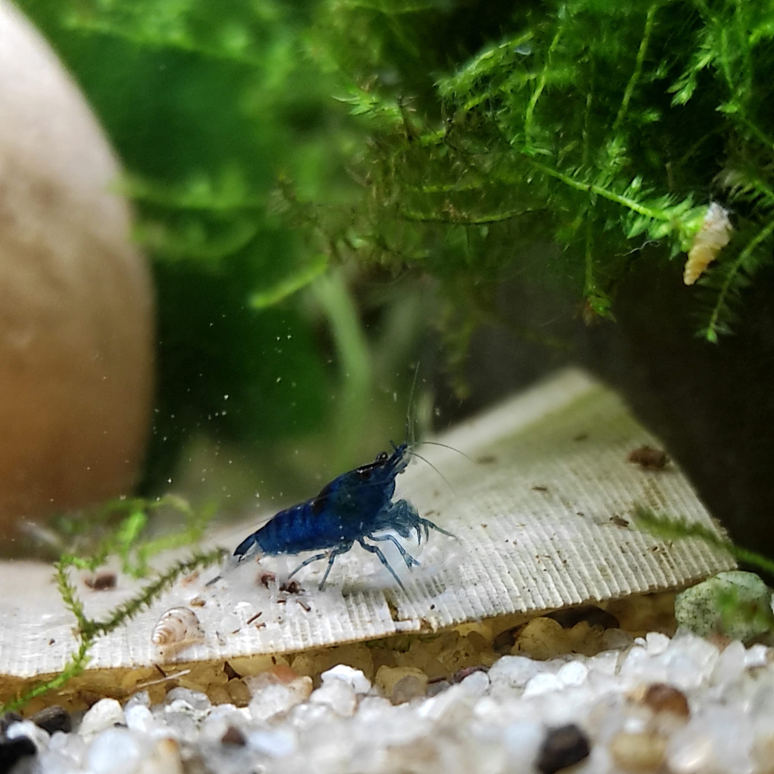 Lot de 12 Crevettes Blue Saphir pour Aquarium d'eau Douce | Crevettes élevées en Bretagne, France, en aquarium et uniquement dans de l'eau du robinet. Expédition rapide et sécurisée