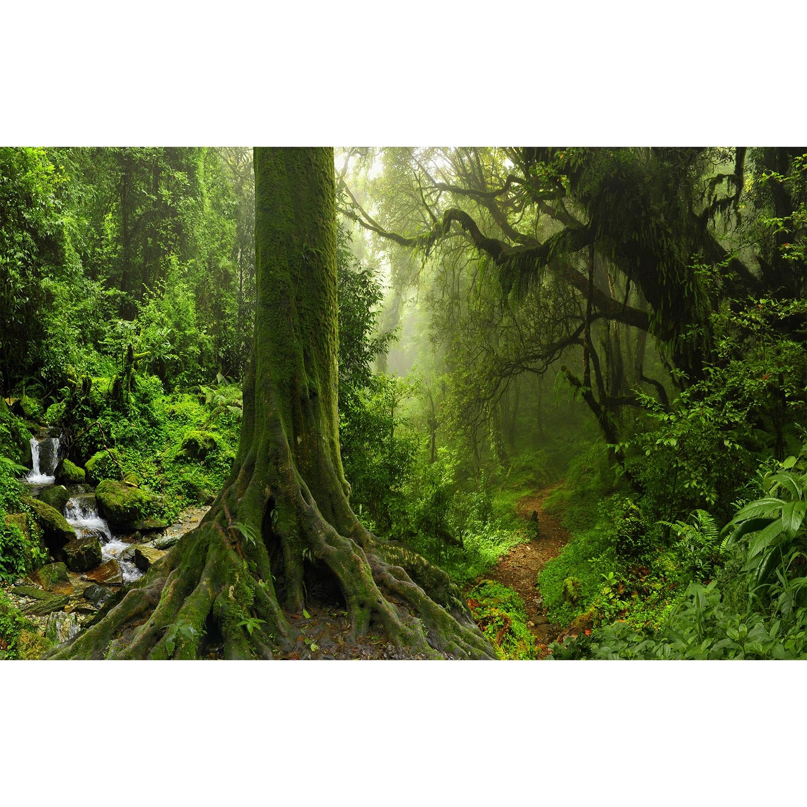 Forest Aquarium Background Densely Woods in Moss Natural Landscape Fish Tank Background Deep Rainforest Jungle Trees Stream Terrarium Background Foggy Misty Forest Reptile Habitat Background 36x20in