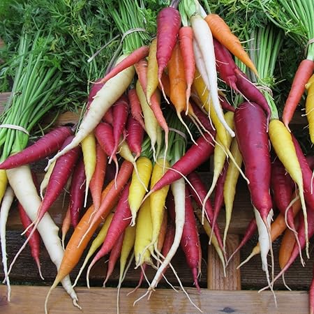 Möhre - Karotte - Rainbow Mix - 200 Samen