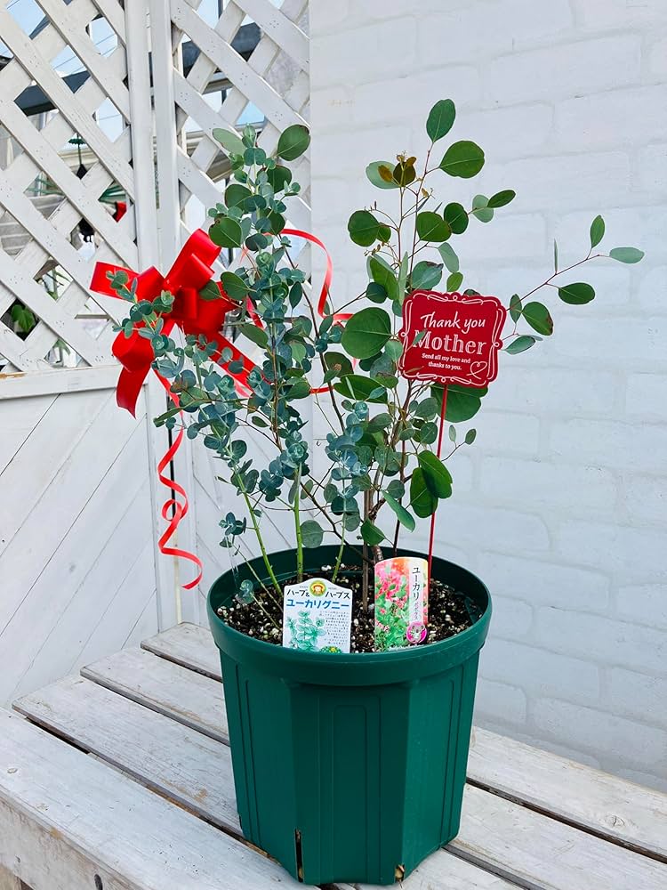 Amazon.co.jp: 土っ子倶楽部 ユーカリ 2品種植え （ ポポラス