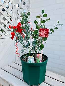 81G4Id54UDL._AC_UF350,