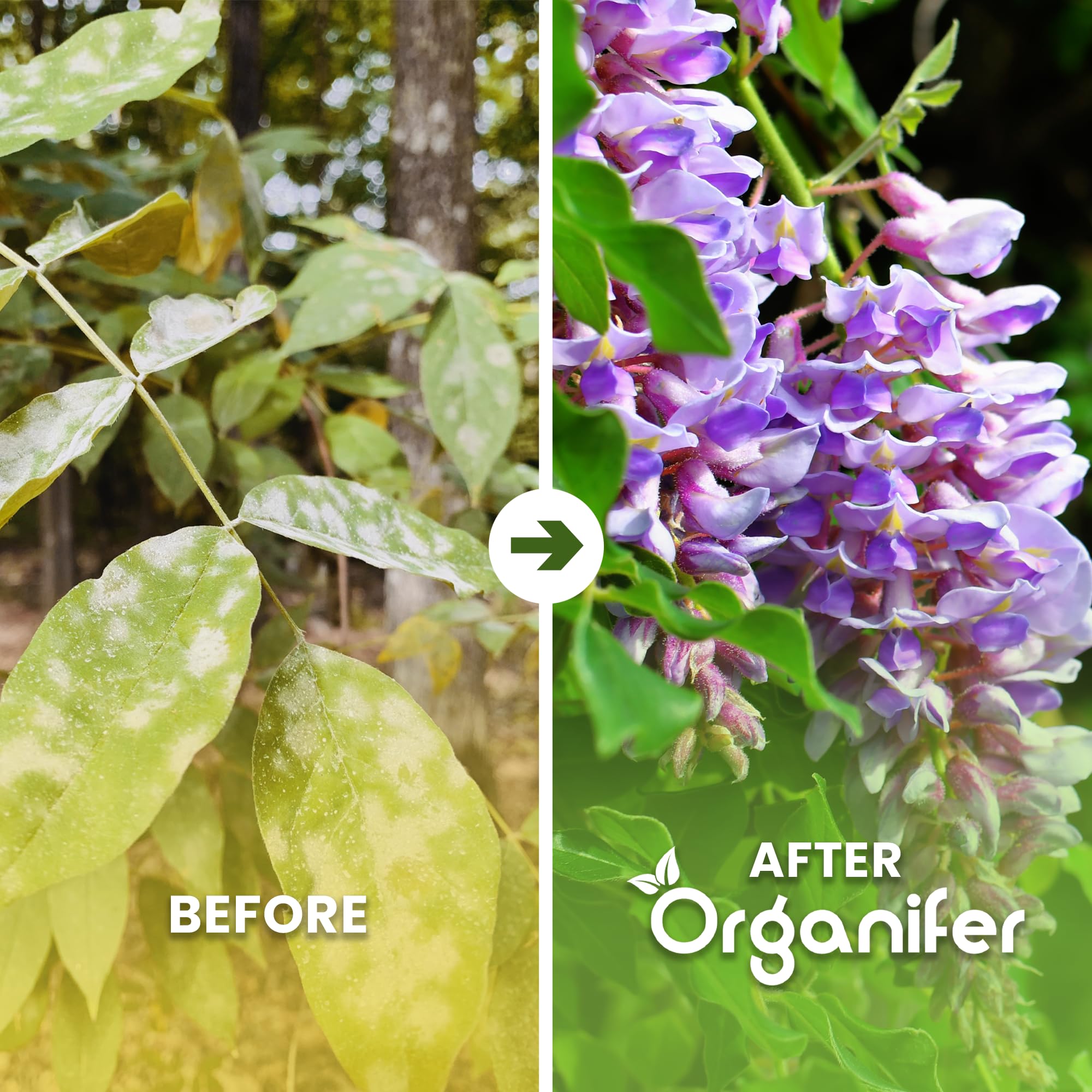 Fertilizante Líquido Para Glicina - 2x1L - NPK 2-1-8 | Abono Para Hojas Saludables Y Crecimiento Fuerte - Refuerza Raíces Y Vitalidad - Organifer
