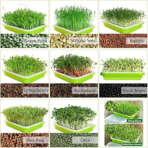 Miniatura 7 de Paquete de 3 bandejas de germinación de semillas sin BPA, PP sin tierra, gran capacidad, kit de contenedor de germinación de hierba de trigo