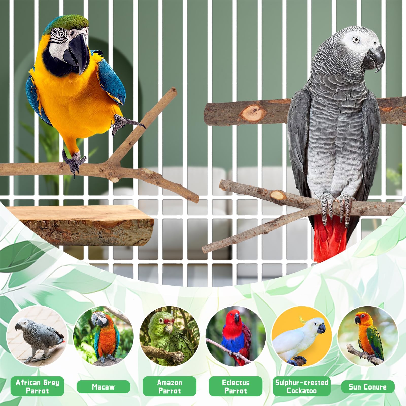 BILLIOTEAM 4-Pack Natural Wood Bird Perch Stand with Spacious Platform, Thick & Long Branches, Large Parrot Cage Accessories for African Grey, Macaws, Conures, Eclectus (Medium & Large Birds) - image 7