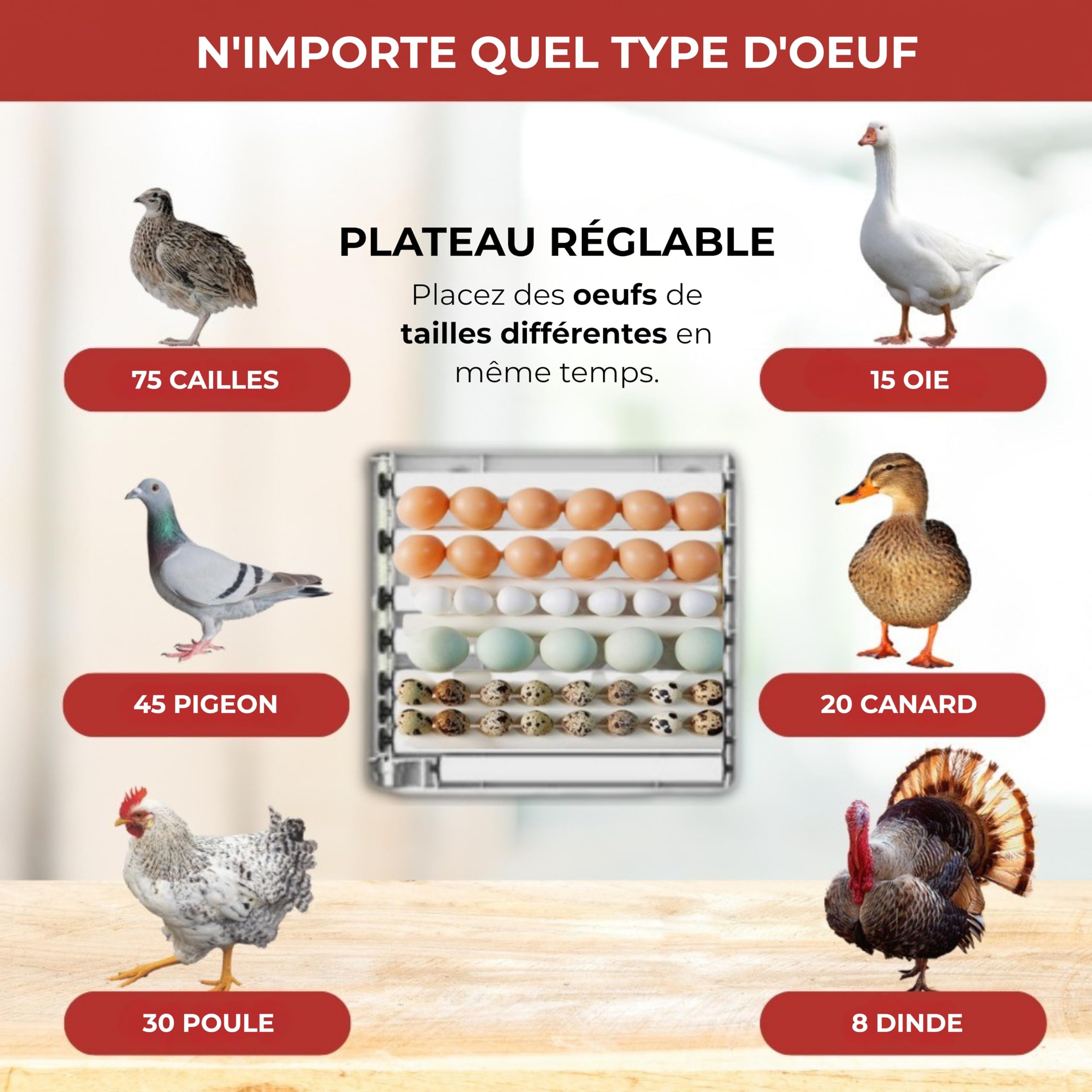 Arcanix Couveuse Oeuf Automatique Professionnelle 30 d'œufs poule ou 75 Œufs de Caille – Incubateur Œuf avec Volteo Rotation Contrôle de Température et Humidité Thermomètre et Hygromètre