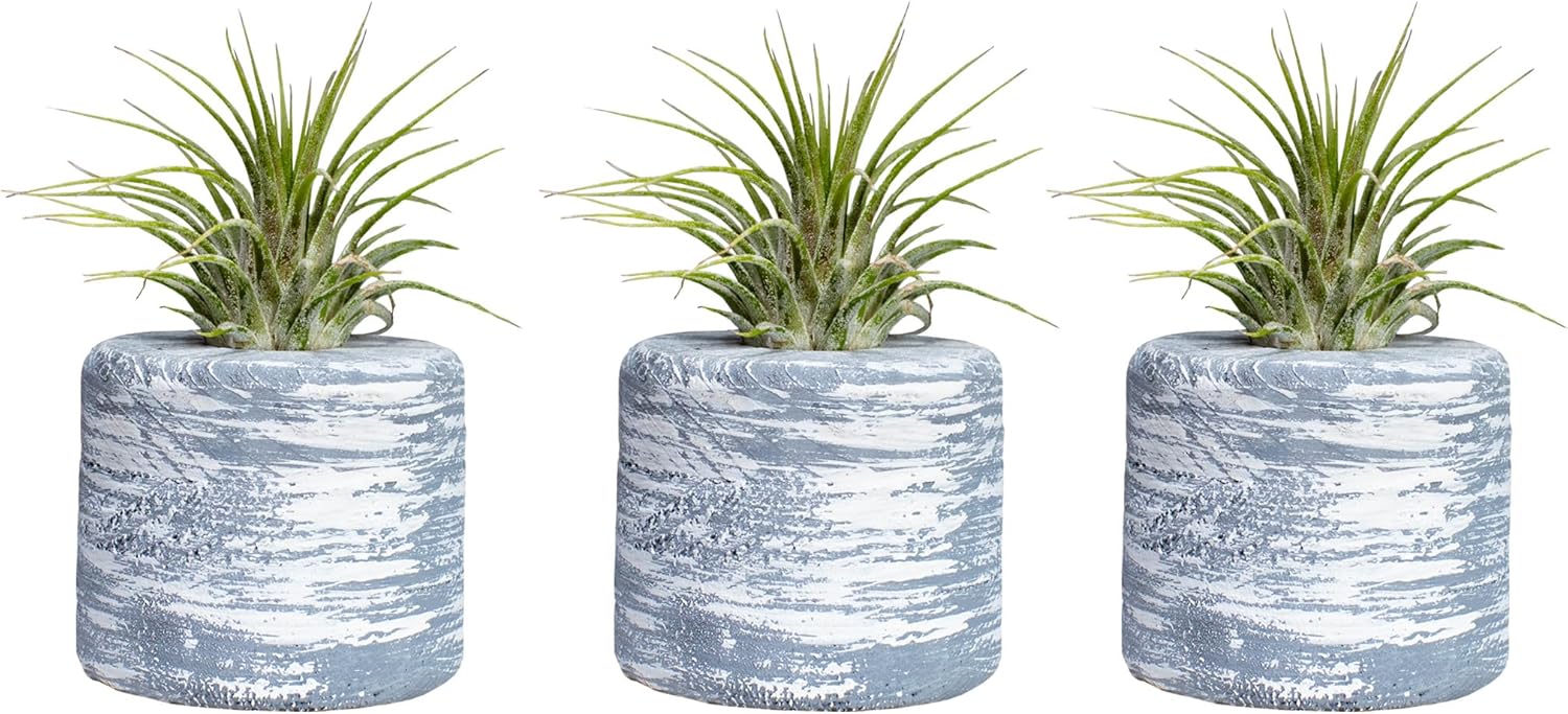 3 Decorative Barrel Airplant Holders + 3 Free Tillandsia airplants-Kitchen, Bedroom, Bathroom, Office, Weddings, and Baby Showers-Made in The USA with red Cedar. (White Grey)