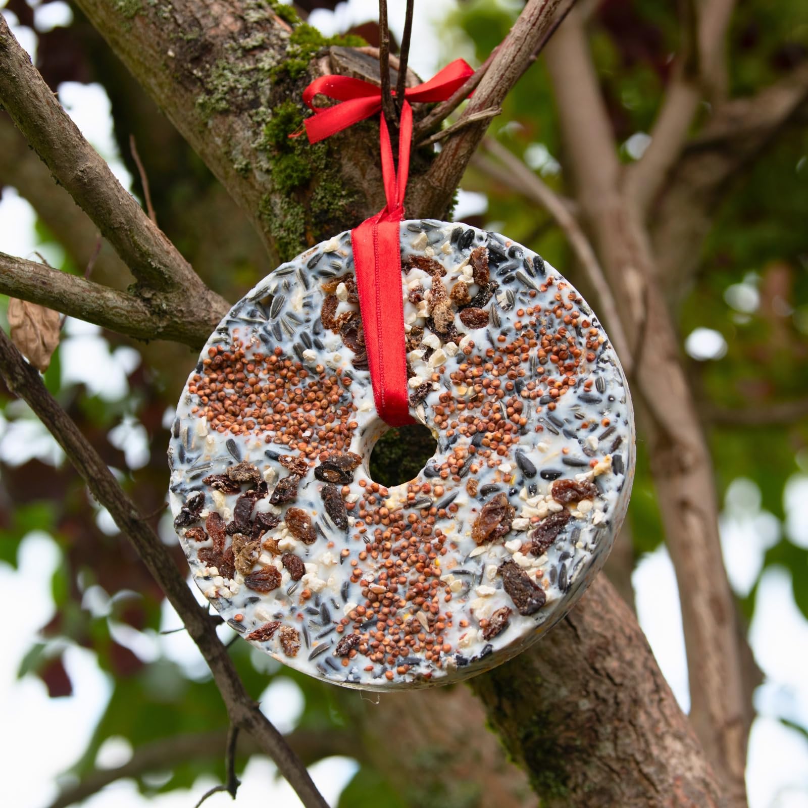 Lyra Pet® 3 x 6 STK. Vogeltaler je ca. 460 g fettreiches Vogelfutter Vögel | Energiequelle für Wildvögel im Sommer & Winter - Ideal zum Aufhängen auf Balkon & Terrasse - Nährstoffreich & dekorativ