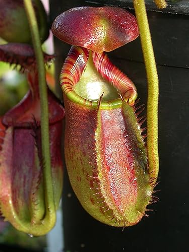 Miniatura 6 de Planta de jarra carnívora, planta de inicio vivo en una maceta de 2 pulgadas, Nepenthes St Gaya, hermosas plantas carnívoras tropicales de fácil