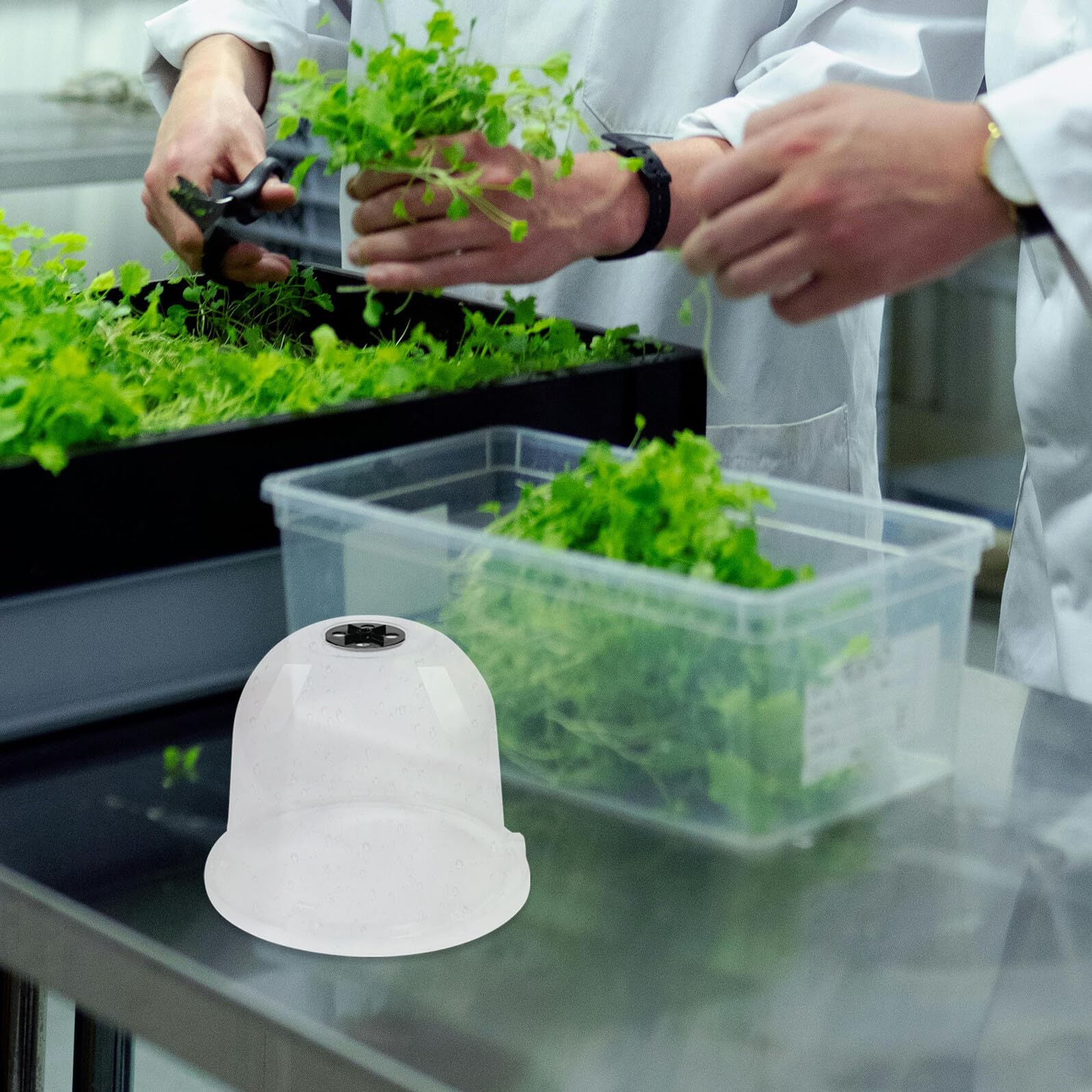 Toyvian 4piezas Cubierta Aislante para Plántulas Cúpula De Humedad para Plantas Campana De Jardín Transparente Protección para Plantas De Exterior Invernadero