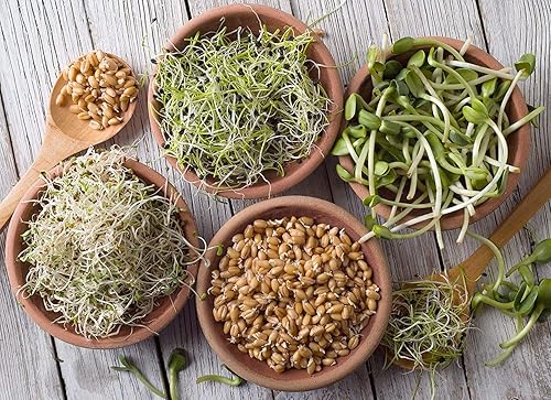 Miniatura 8 de Super Sampler de semillas germinadas orgánicas 25 libras de 10 deliciosas semillas de brotes diferentes alfalfa frijol mung brócoli lentejas verdes