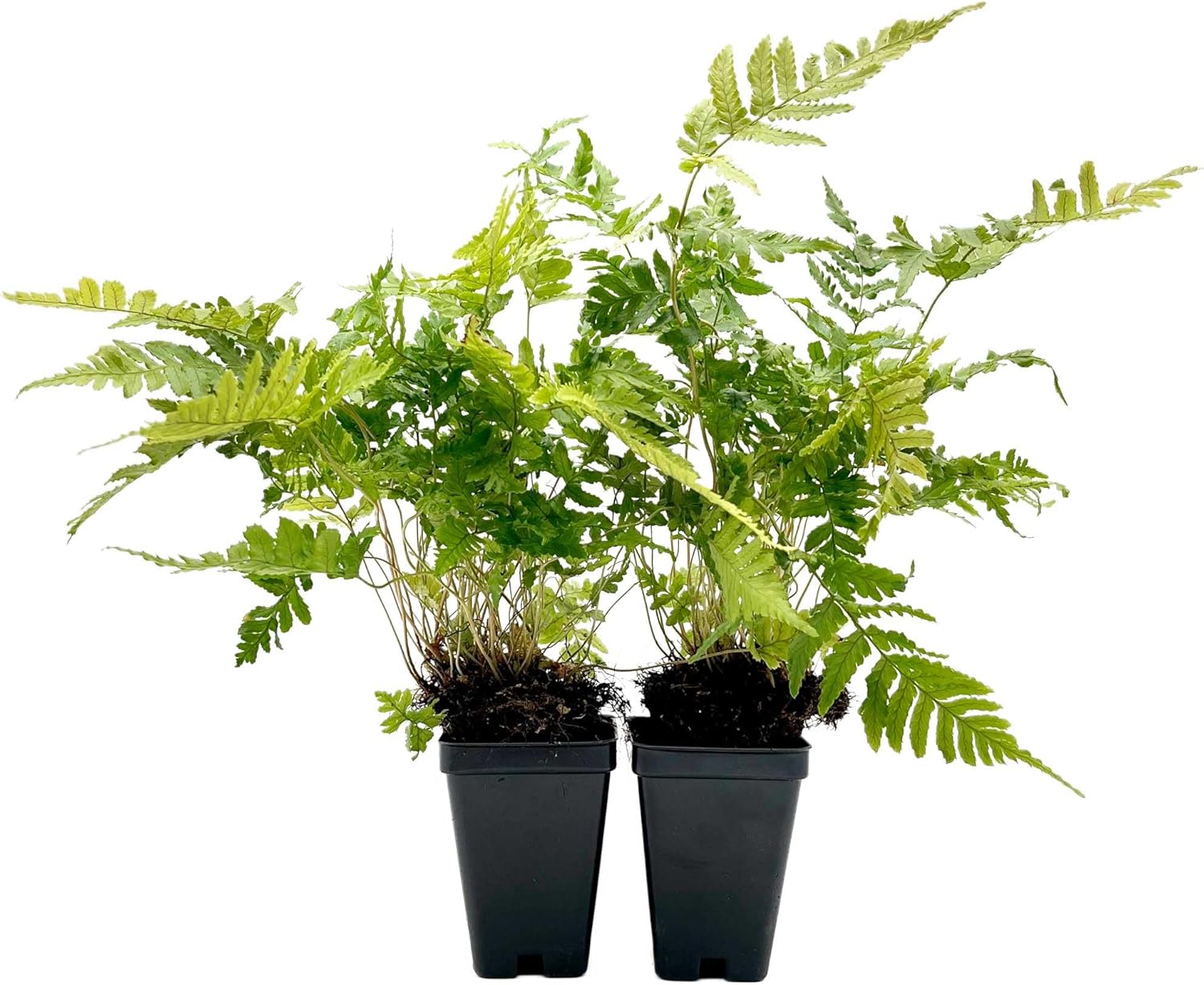 2 Autumn Fern – Evergreen Perennial Shade Fern with Arching Coppery Fronds for Woodland Shade Borders & Containers (Dryopteris erythrosora ‘Autumn’) in 3.5” Cubes, Live Plants