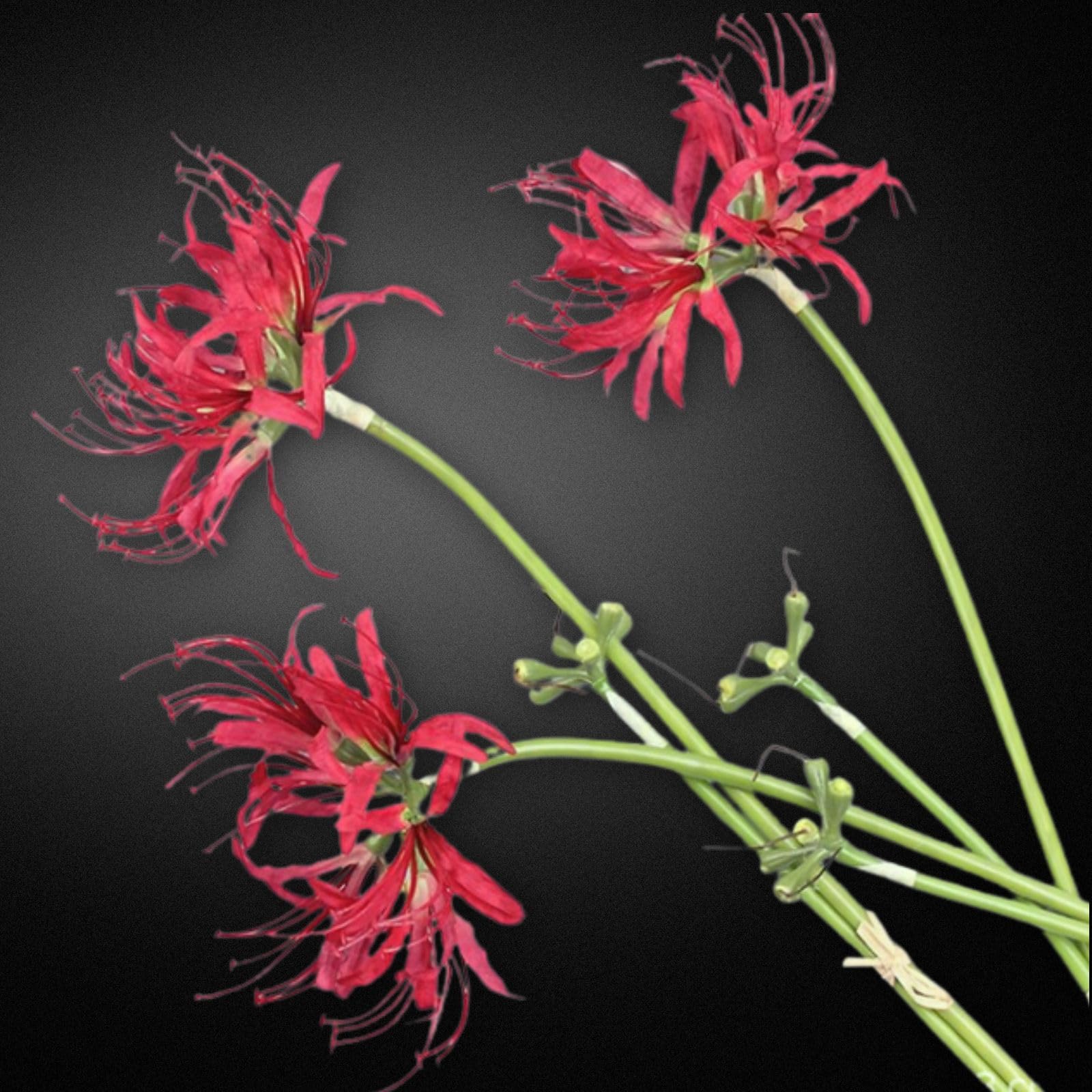 Amazon.co.jp: Leap Raupe 彼岸花 造花 ヒガンバナ フェイク フェイク