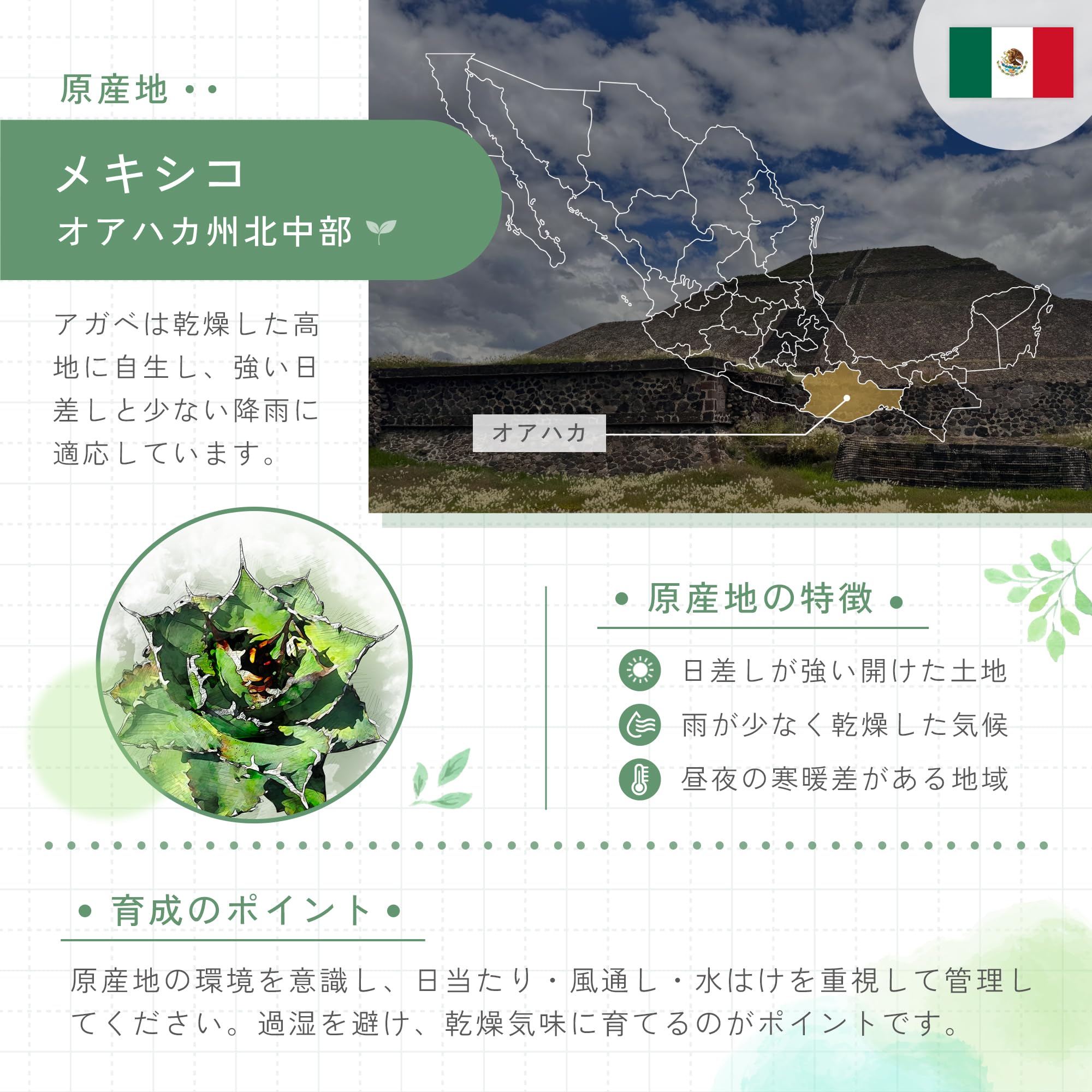Amazon.co.jp: SEEDSTOCK アガベ オテロイ チタノタ 種子 100粒 Agave