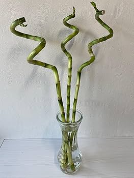 Swarovski ミリオンバンブー Amazon｜ミリオンバンブー（6号）｜観葉