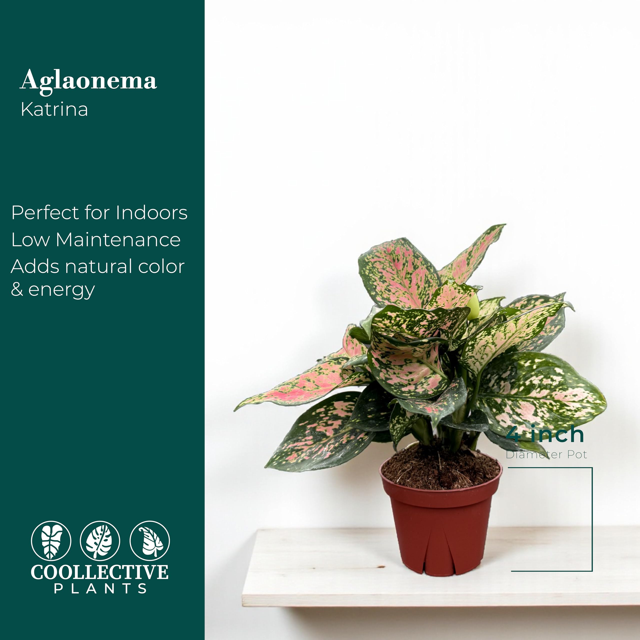 aglaonema anyamanee pink Aglaonema Anyamanee Tricolor - TEG