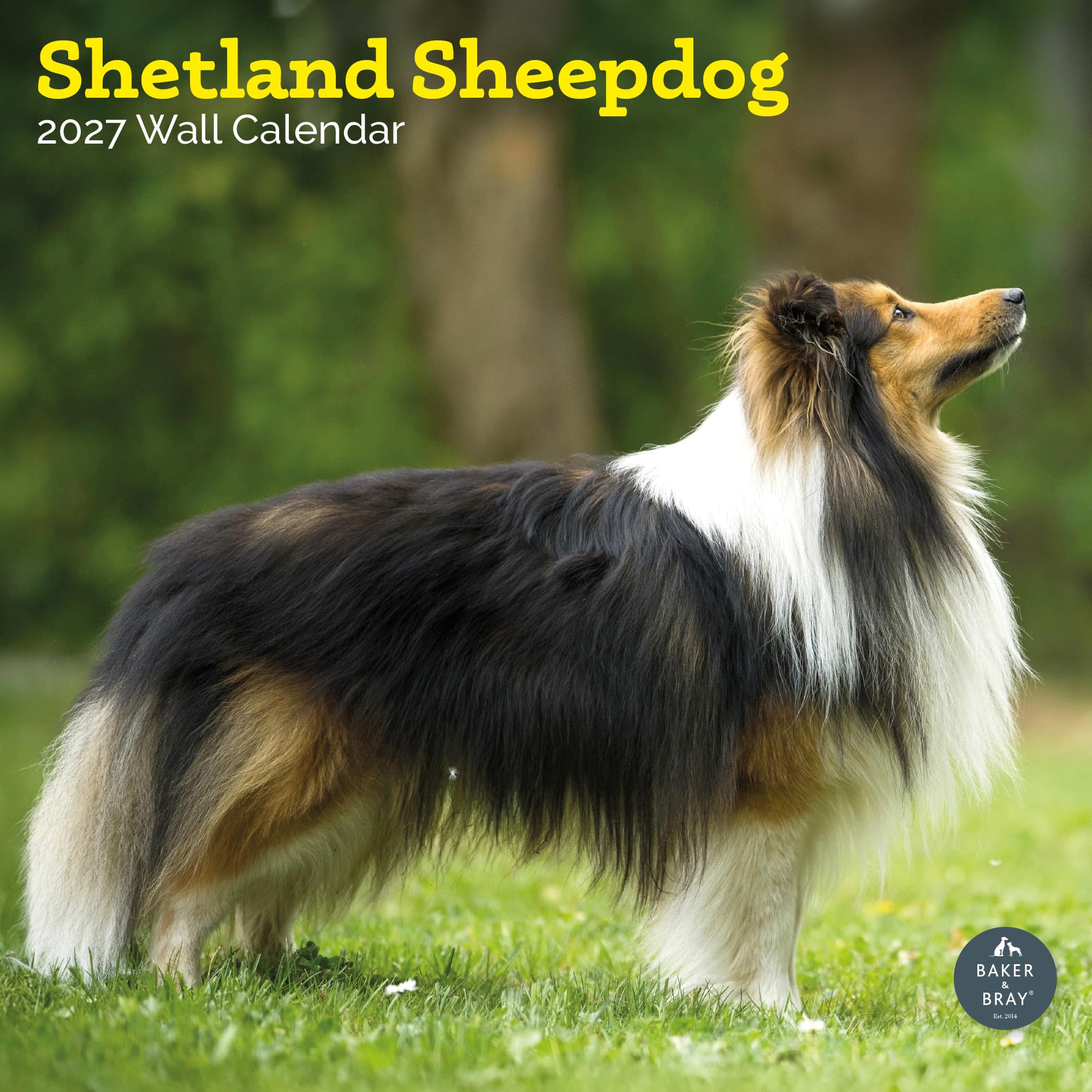 Baker And Bray Shetland Sheepdog Calendar 2027, Large