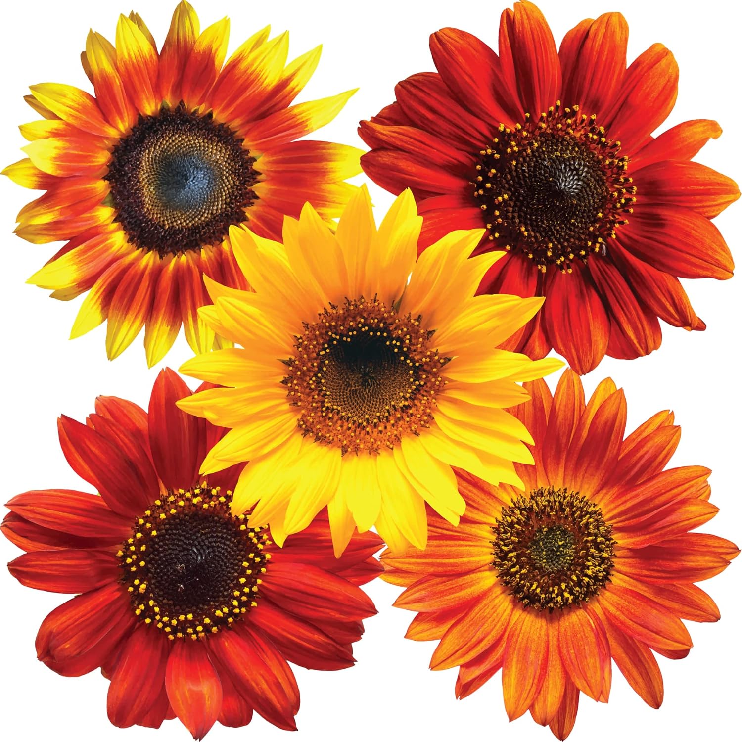 Removable Sunflower Wall Decals Printed on Waterproof Canvas (14 Yellow, Orange & Red Flowers)
