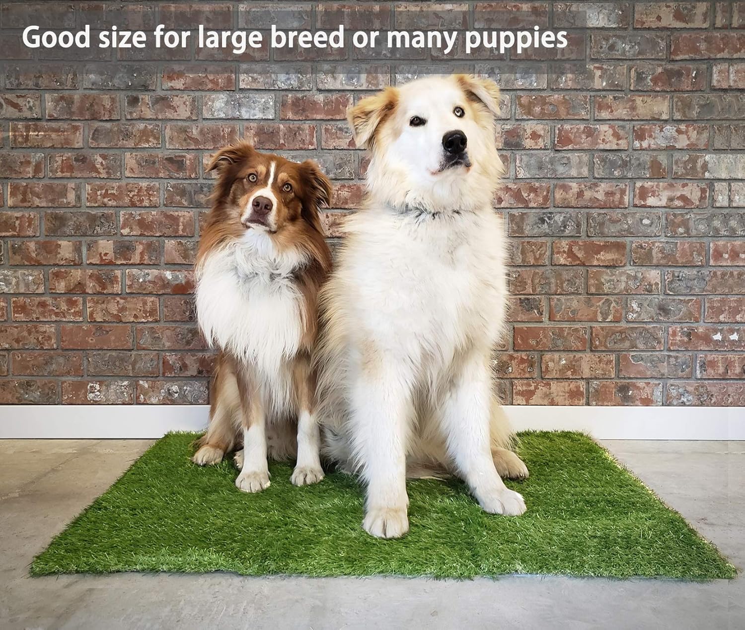 Artificial Grass Patch for Dogs Potty Training 39.3X 31.5 inches, Soft & Pet-Friendly Turfs Dog Pee Pads for Medium and Large Breeds Indoor/Outdoor Use : Pet Supplies