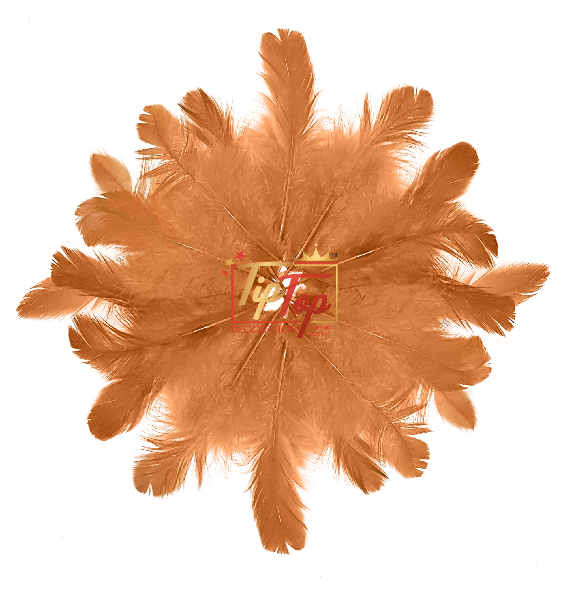 TIPTOP DECORATION Natural Dyed Feathers 10 cm (80 pieces) (Light Brown) 3